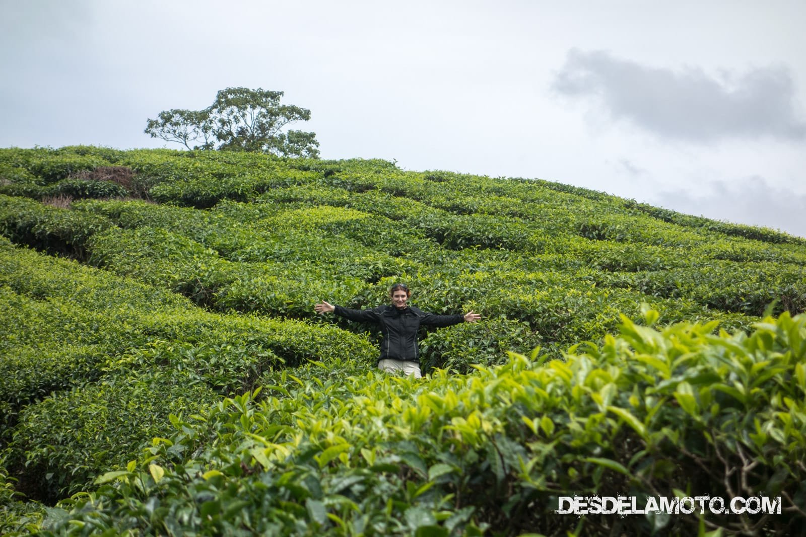 Diana entre las plantaciones de las Cameron Highlands