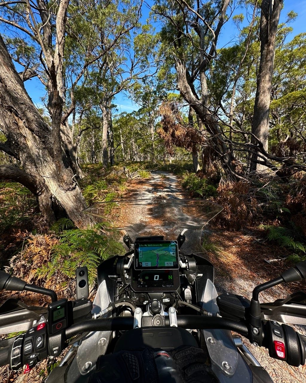 Orange lichen on granite boulders