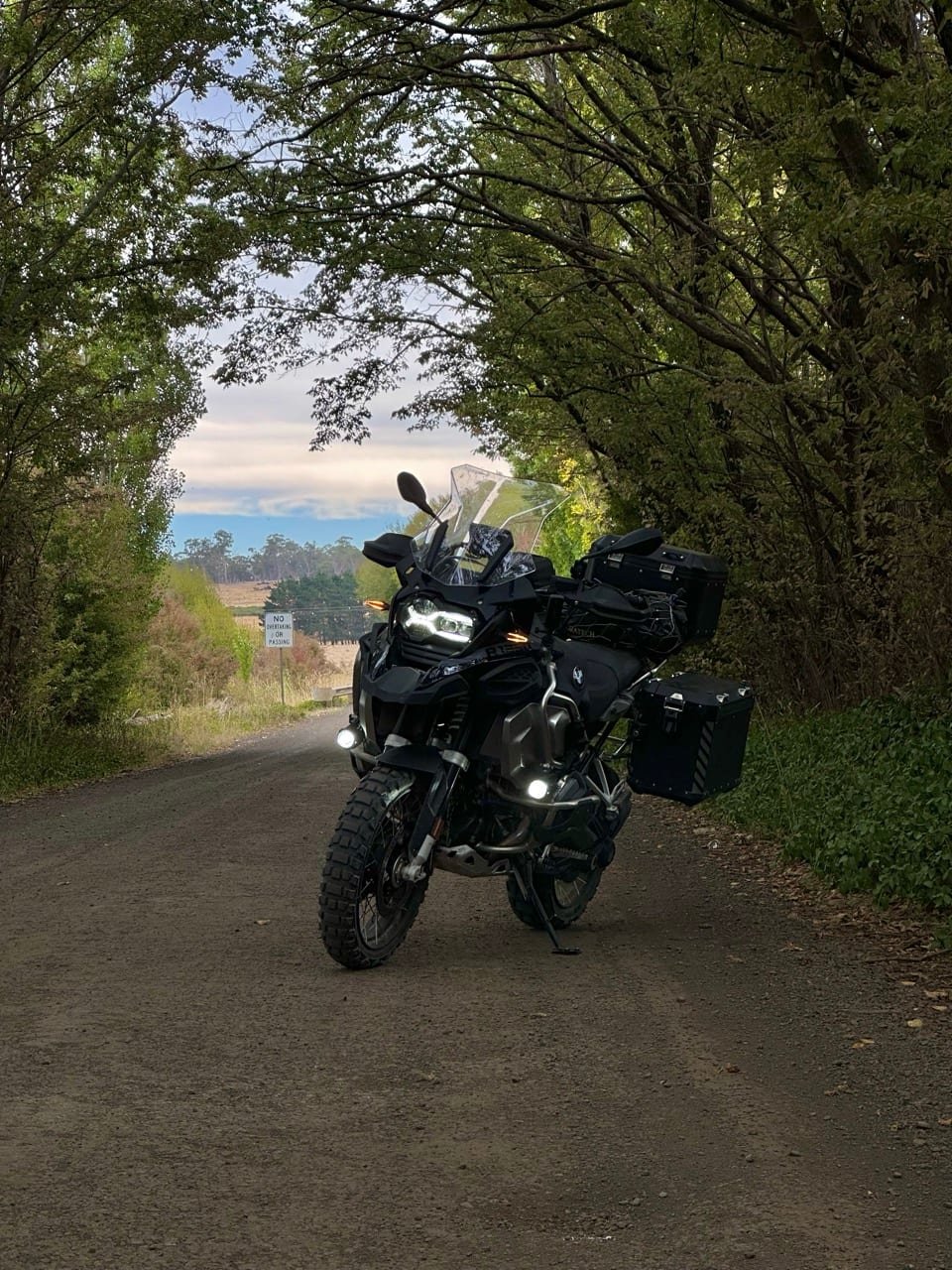 Ancient rainforest canopy