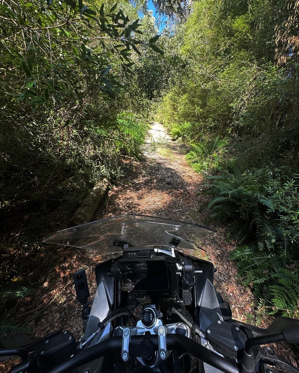 Lake St Clair in the distance