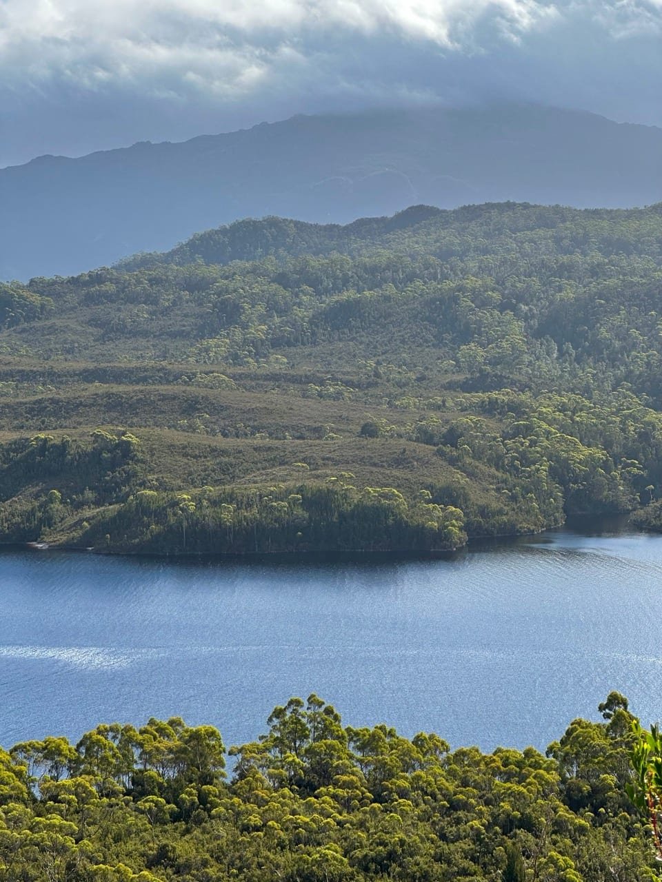 Temperate rainforest near Gordon Dam